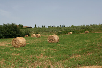 hay bales in the field