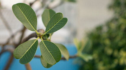 Dark green glossy leafs of Plumeria on blurry background