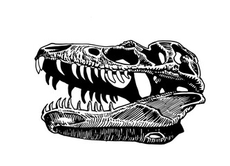 Graphical skull of tyrannosaurus isolated on white, vector illustration, paleonthology