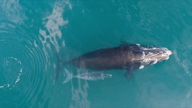 Beatiful Right Whale with a little albino baby swimming peacefully - Drone shot birdseye view