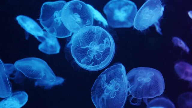 Close-up - Footage of many moon jellyfish swim underwater in aquarium with deep blue background, then change to yellow lighting.