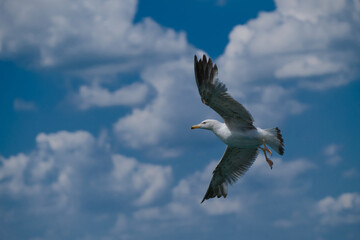 Flying seagull. Sky and cloudy. Cloudy weather.