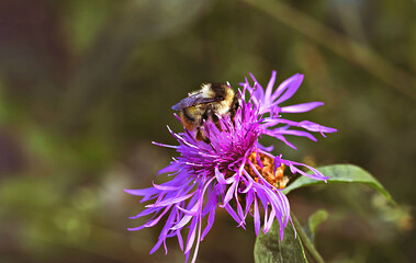 Plants and meadow flowers.