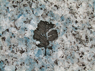 Brown frozen leaf on top of glacier.