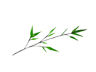 watercolor bamboo ink traditional oriental. asia art style.isolated on a white background