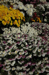 Various Colors of Flowers of Chrysanthemum in Full Bloom
