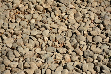 Gray small stones scattered on ground with dried leaves