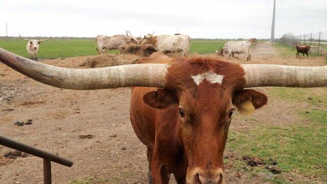 Close up clip of a brown Texas Longhorn beef cattle cow in the pasture, walking up to the camera, with other livestock in the background.