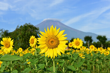 Fototapeta premium I will draw a picture of a sunflower. 