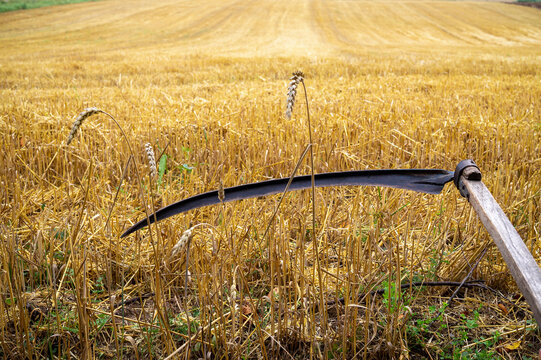 Rustic Scythe In A Harvested Field Of Wheat