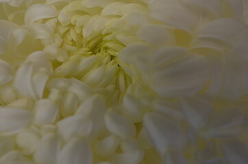 Light Cream Flower Center of Chrysanthemum 'Atsumono' in Full Bloom

