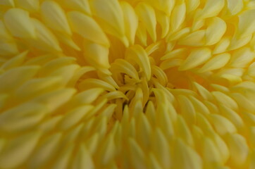 Light Yellow Flower Center of Chrysanthemum 'Atsumono' in Full Bloom
