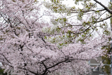 満開に咲く白い桜の花とピンク色の桜の花