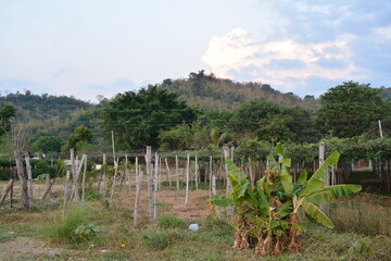 Grape fruit purple and green color with hanging leaves farm