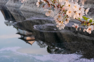 Obraz na płótnie Canvas 城と水面に散った桜の花びら