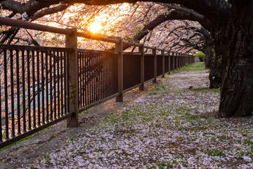 朝日と桜並木と地面に散った花びら