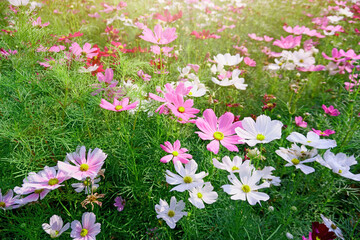 Field of Pink Cosmos blooming on green leaves in a garden