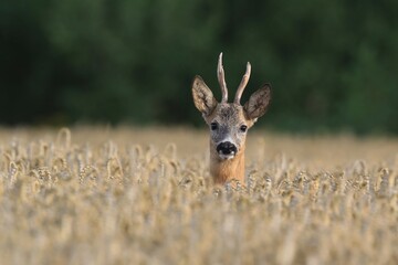 Western roe deer in a grain field, Czech republic, Europe. Wildlife scene from nature. Grain field...