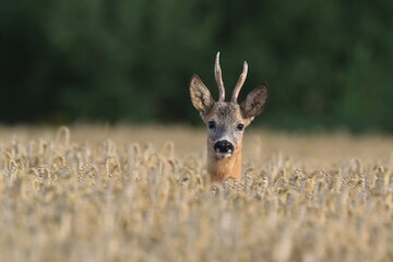 Western roe deer in a grain field, Czech republic, Europe. Wildlife scene from nature. Grain field with a deer. Capreolus capreolus
