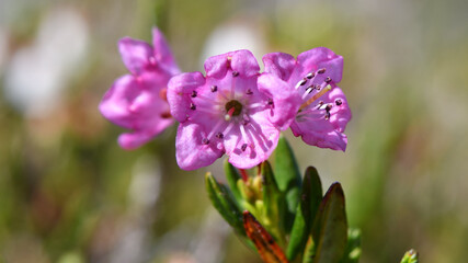 Alpine pink heather close up blur, beautiful small flower. Erica carnea