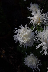 White Flower of Chrysanthemum 'Edo Giku' in Full Bloom
