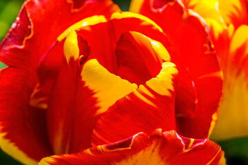 Fototapeta na wymiar Red Yellow Banja Luka Tulip Blooming Macro