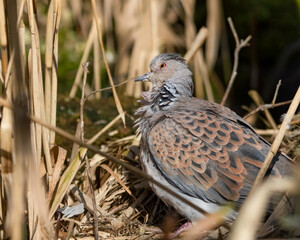 Endangered species European Turtle Dove, Streptopelia turtur, in summer reed bed.