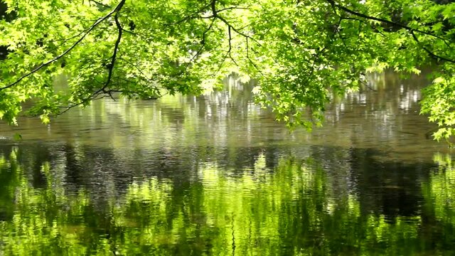 池の水面に映る木の葉
