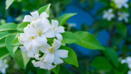 Obraz na płótnie Canvas White petals of Orange Jessamine on green leaf or Andaman satinwood