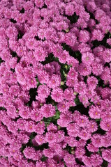 Obraz premium Light Pink Flowers of Chrysanthemum 'Kengai Style' in Full Bloom 