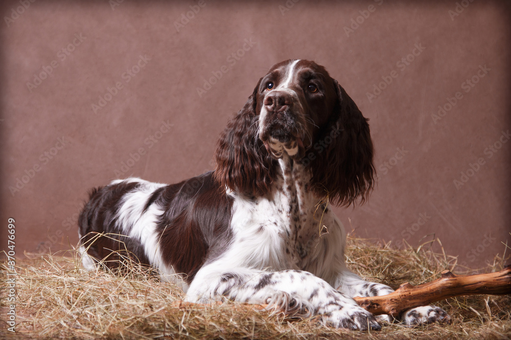 Poster Dog Springer Spaniel on a hay with a stick