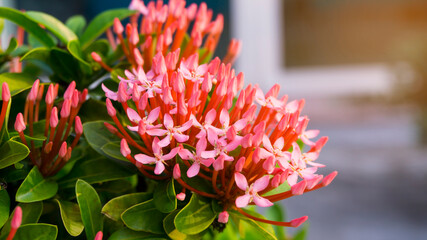 Pink Ixora blossom on blur background, closeup photo