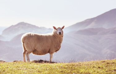 Sheep