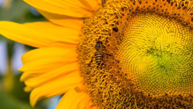 Pretty yellow petals of beautiful Sunflower and the bees are taking sweet nectar sugar from sweet pistil, closeup photo