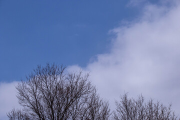 Winter scene image with trees blue sky and white clouds for background use