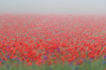 Mohnfeld im Nebel