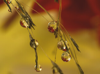 macro of beautiful water drops hanging from thin branches