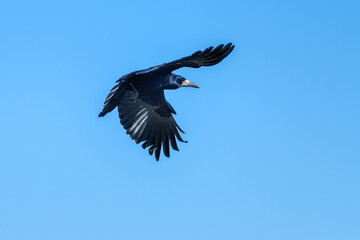 Obraz premium rook crow in flight against blue sky