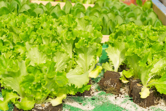 Young green leafs vegetable in green plastic box, preparing for plantation in nursery under shading net in the vegetables orgarnic farm