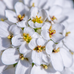 Fototapeta na wymiar one white iberis flower