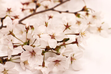 cherry tree blossom