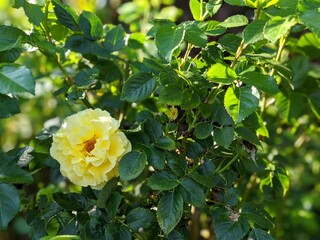 Yellow Rose Flower in a green bush