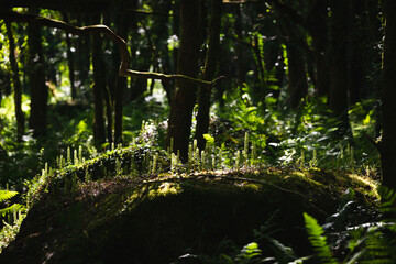 Fototapeta premium Plants on a mossy rock