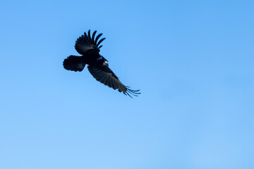rook crow in flight against blue sky