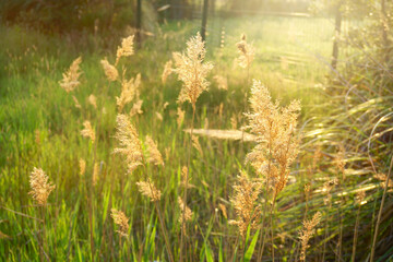  Landscape of nature flowering grass in a rural meadow