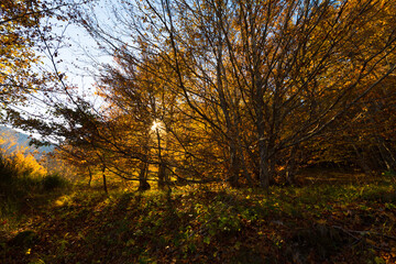Backlight of a beech wood with beautiful fall colors