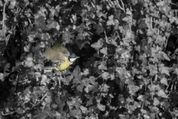 great tit in flight