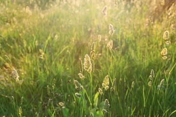  Landscape of nature flowering grass in a rural meadow