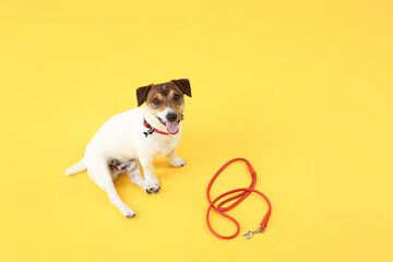 Cute Jack Russel terrier with lead on color background