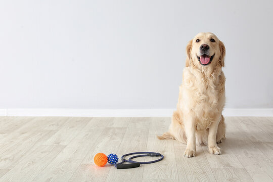 Cute Labrador dog with lead and toys indoors